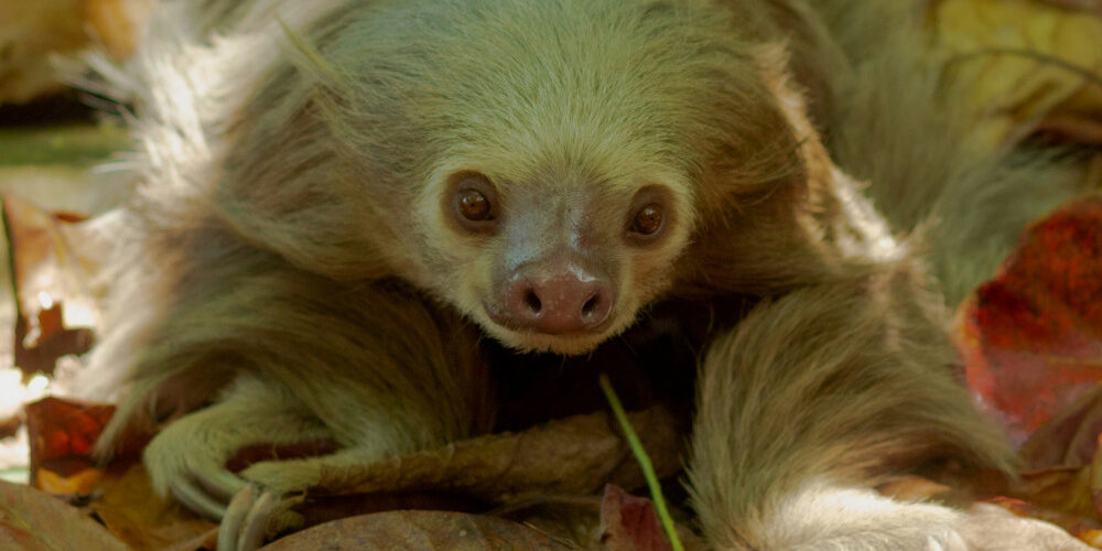 Animal en u : liste d’animaux commençant par u pour les passionnés de faune